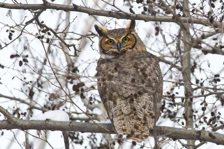 Great Horned Owl 2915