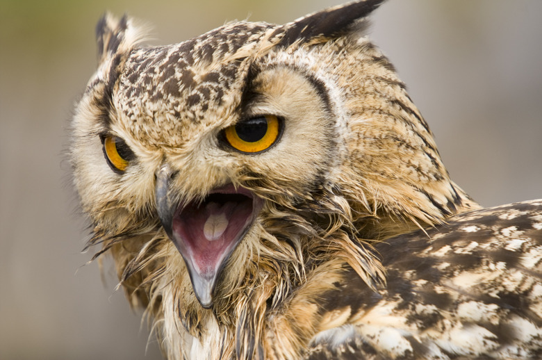 Bengal Eagle Owl