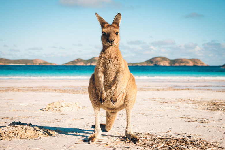 Australia beach Kangaroo