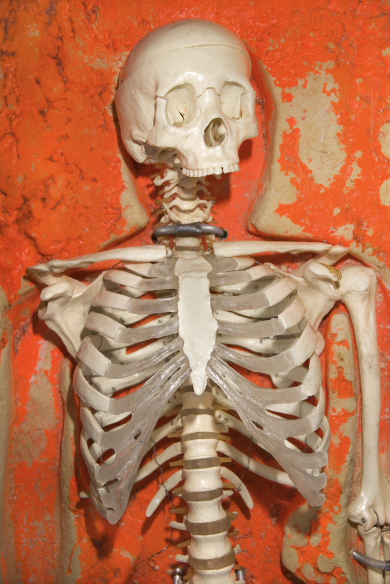 Torso of human skeleton