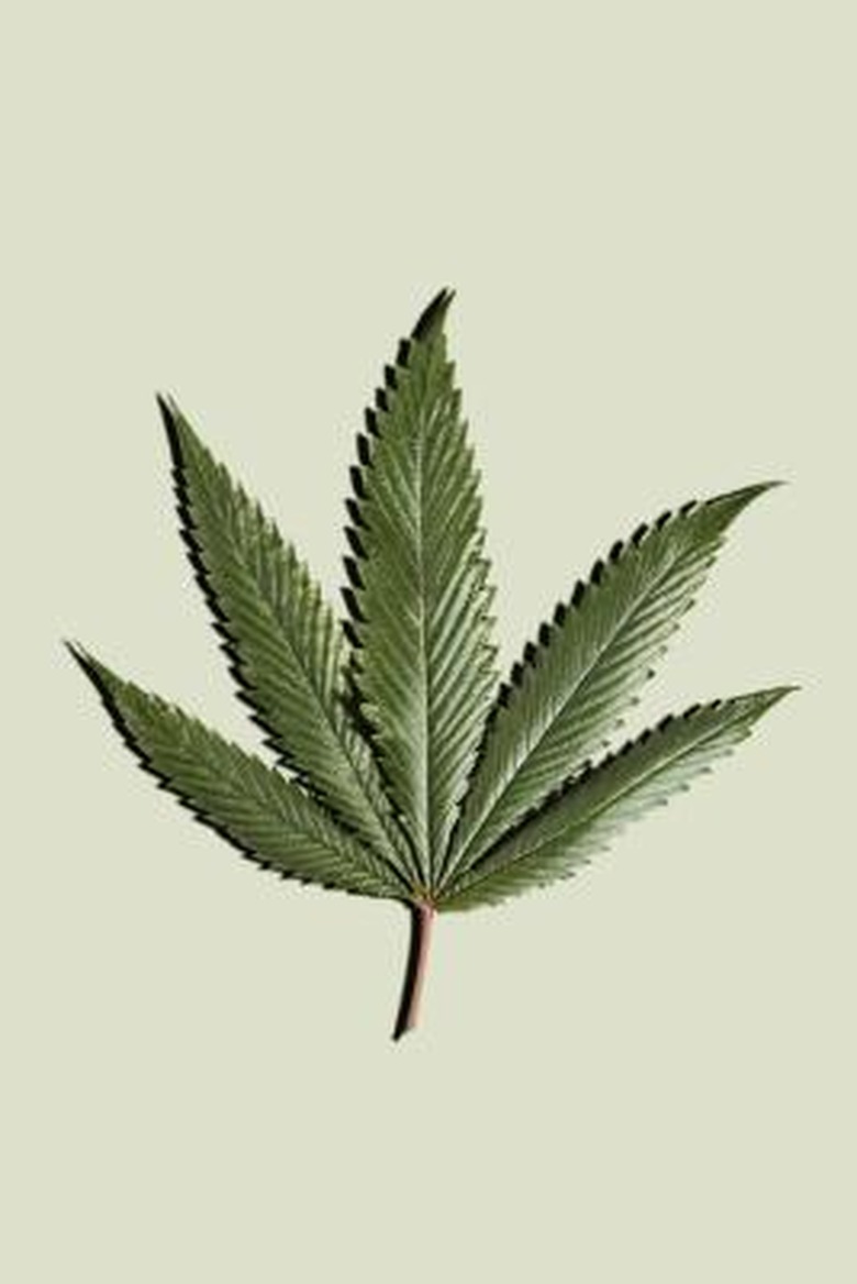 What Plants Have THC in Them?