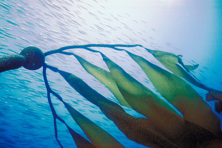 Staghorn kelp, Santa Cruz Island