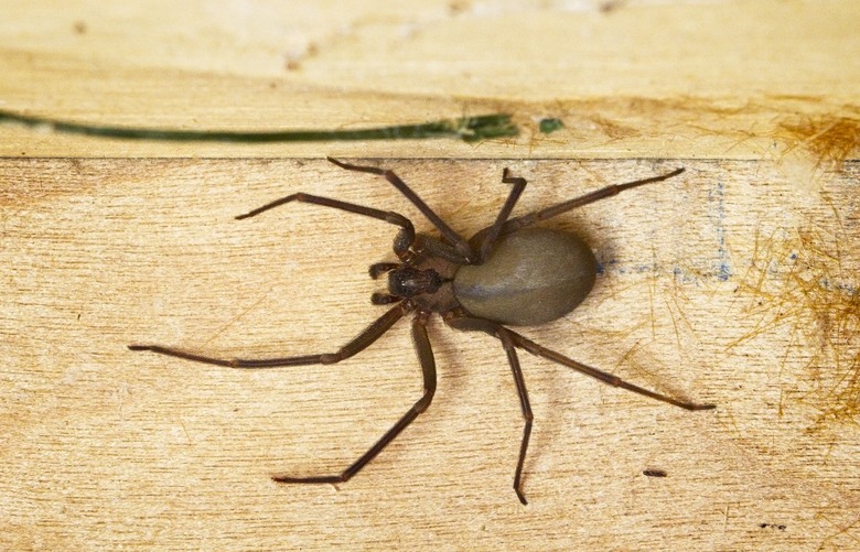 Brown Recluse Spider