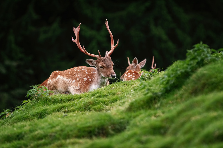 Deers near the Forest