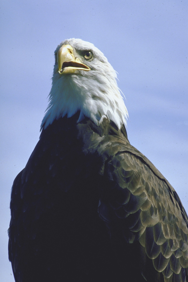 Bald eagle