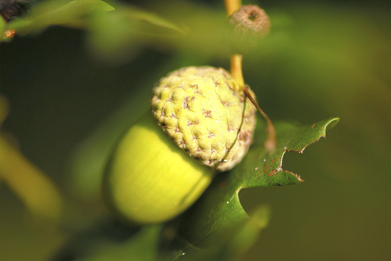 Close-up of an acorn on an oak tree