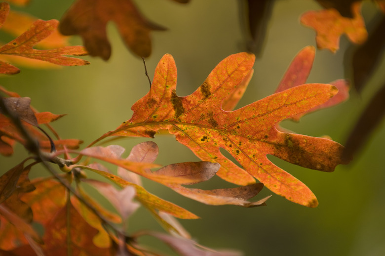 Oak leaves of red