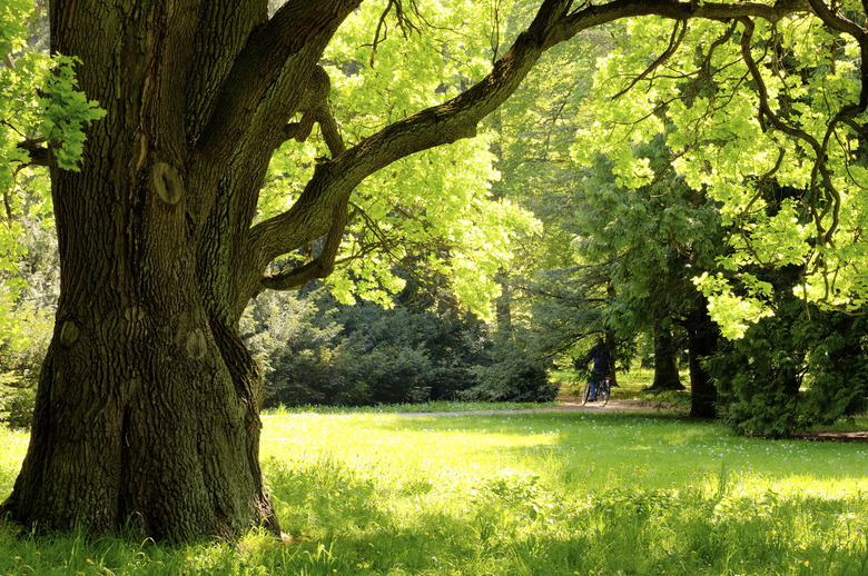 Mighty oak tree