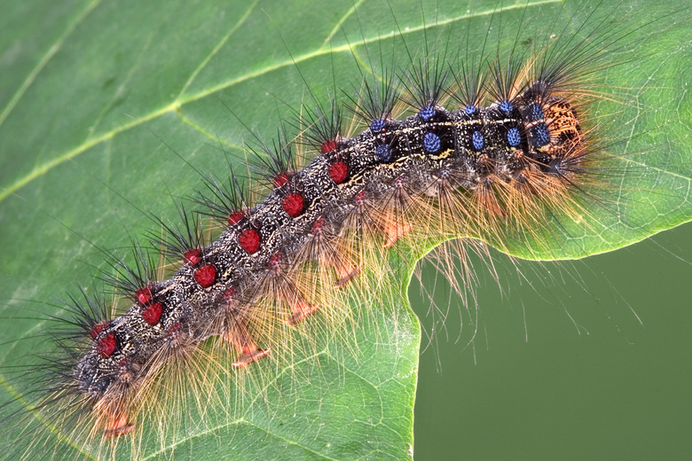 Gypsy moth caterpillar