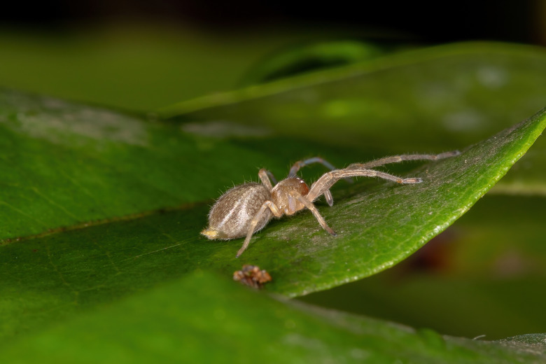 Small Ghost Spider