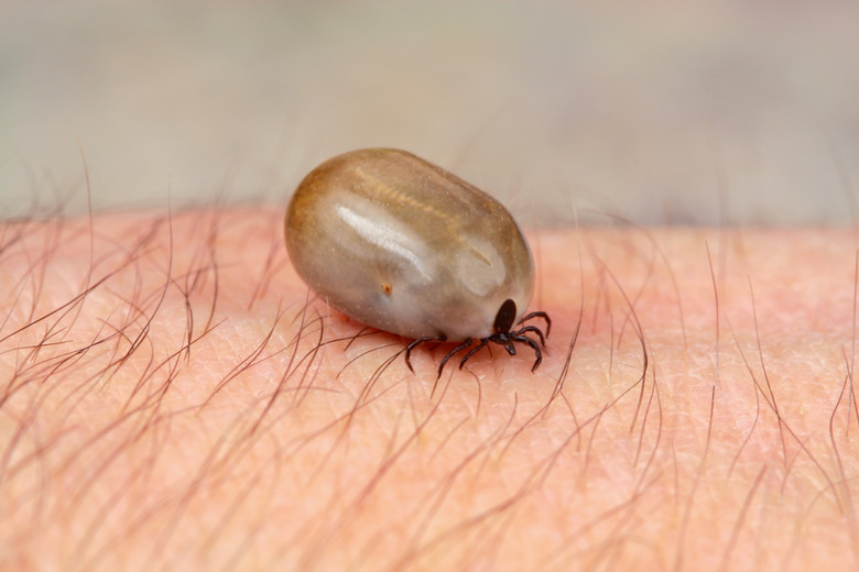 Detail tick - parasite on leather of man (Rhipicephalus sanguineus)