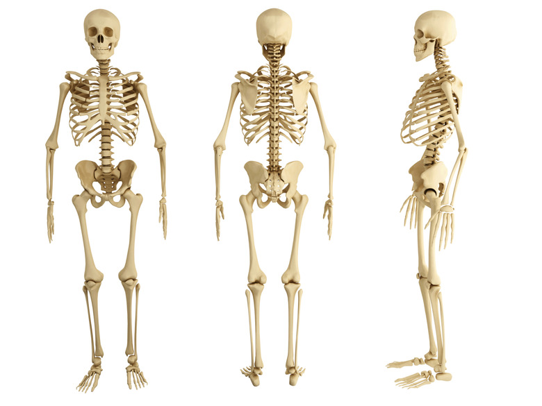 human skeleton