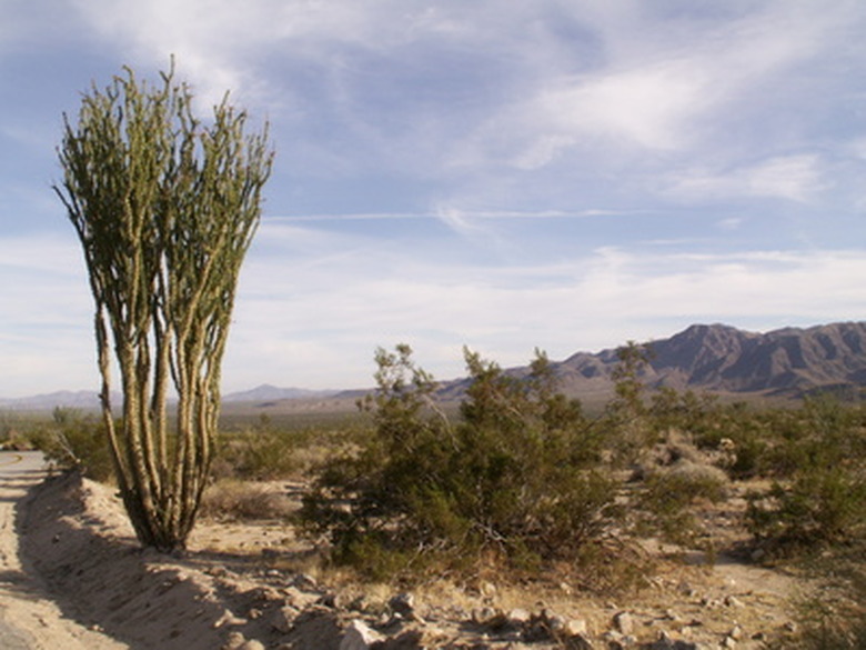 Why Do Desert Plants Need Long Roots?