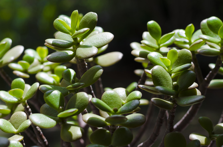 Jade plant