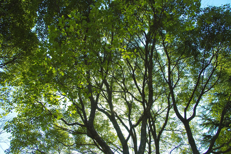 Close up of Tree