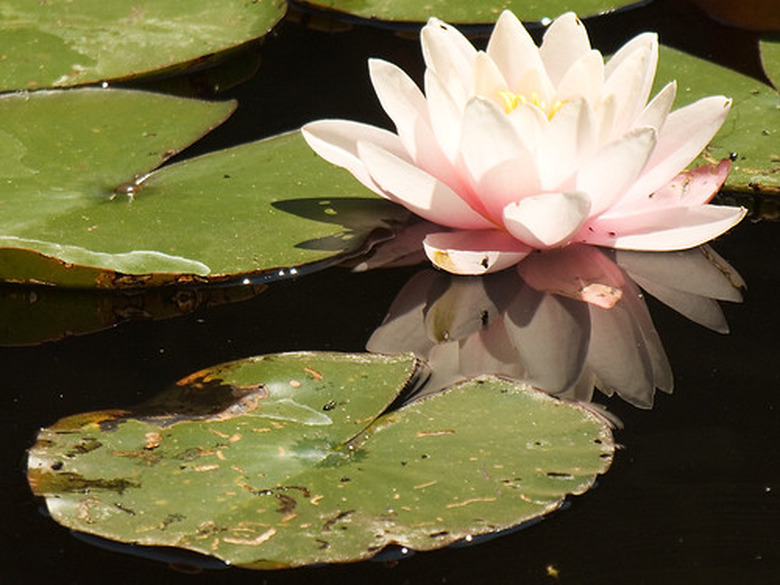 Why Do Water Plants Have Stomata on Upper Part of Their Leaves?