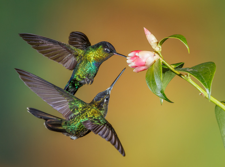 Fiery-Throated Hummingbirds