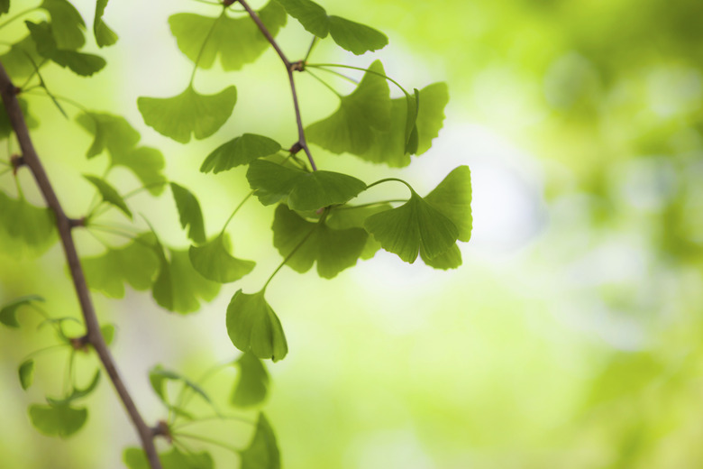 Ginkgo in the Light