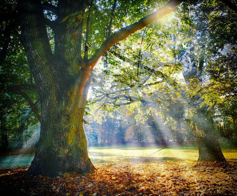 Solitary ancient oak with awesome sunbeams