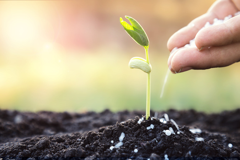 fertilizer to young tree