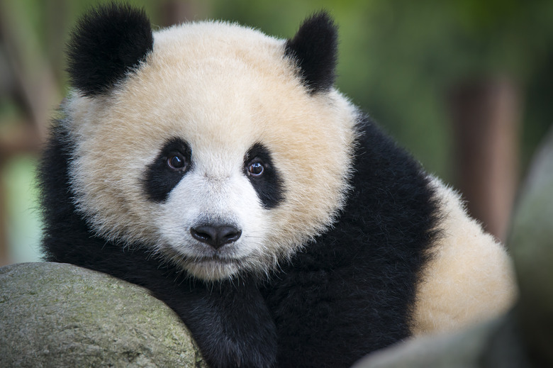 Giant Panda bear  (Ailuropoda melanoleuca)