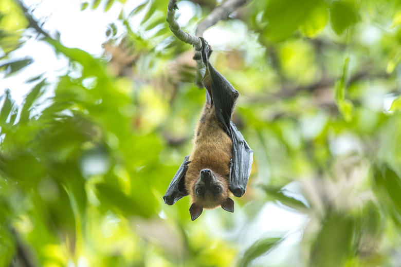 bat hanging