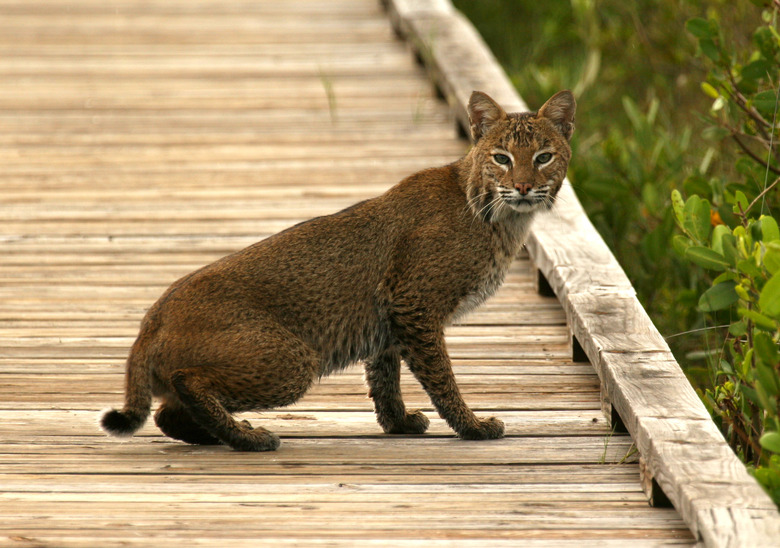 Bobcat in Florida