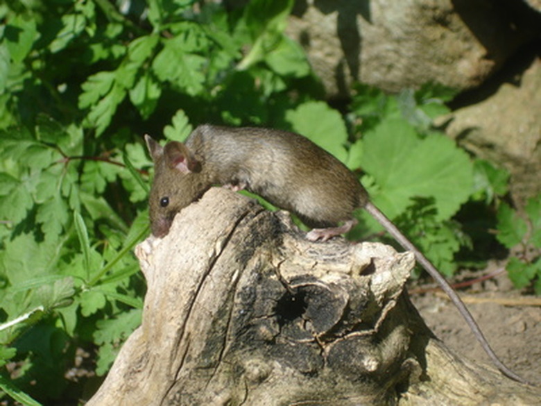 Wild Field Mouse Diet