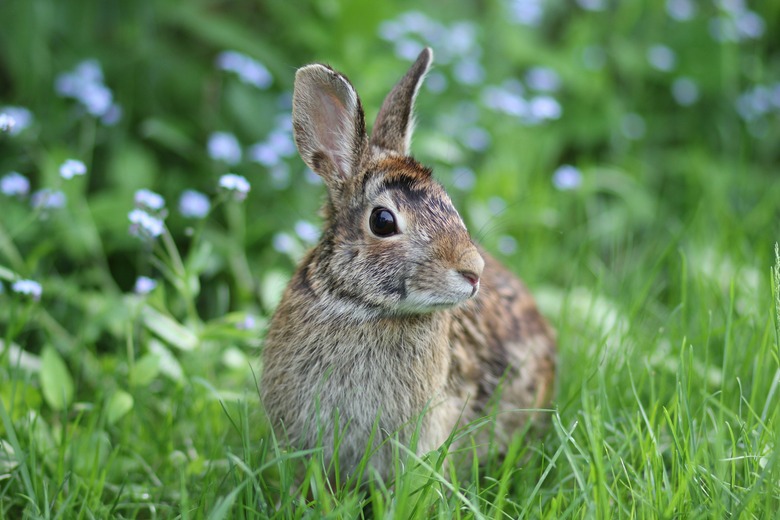 Close-Up Of Rabbit On Grass