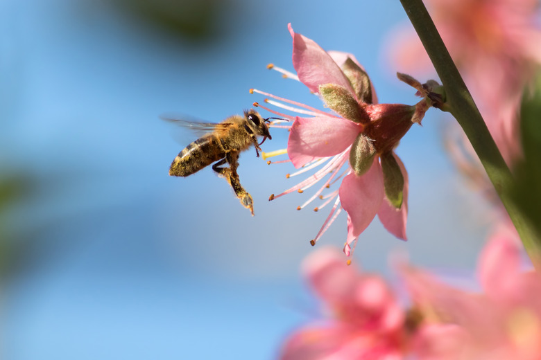 Honeybee Flying to Desert Gold Peach Flower