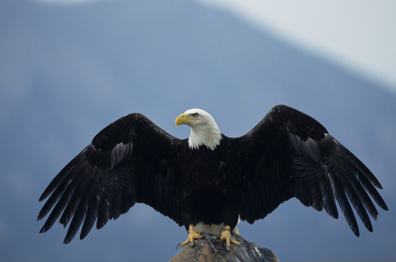 Bald eagle (Haliaeetus leucocephalus) landing, Colorado, USA