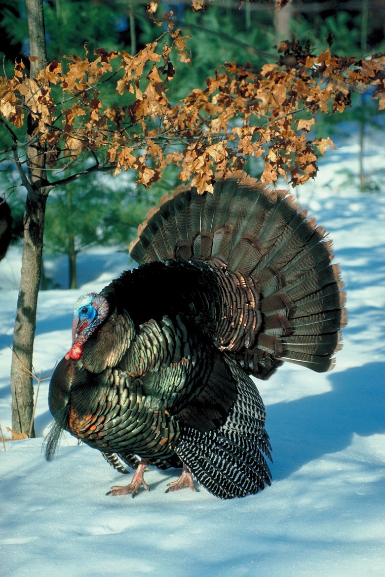 turkey in the woods