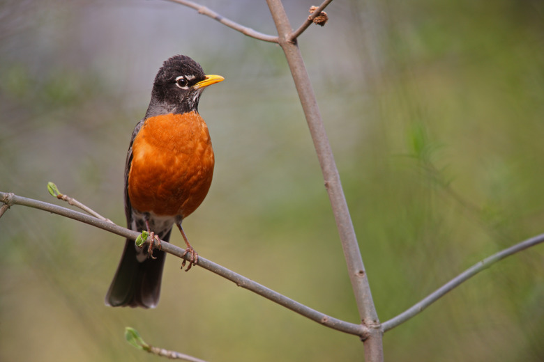 American Robin