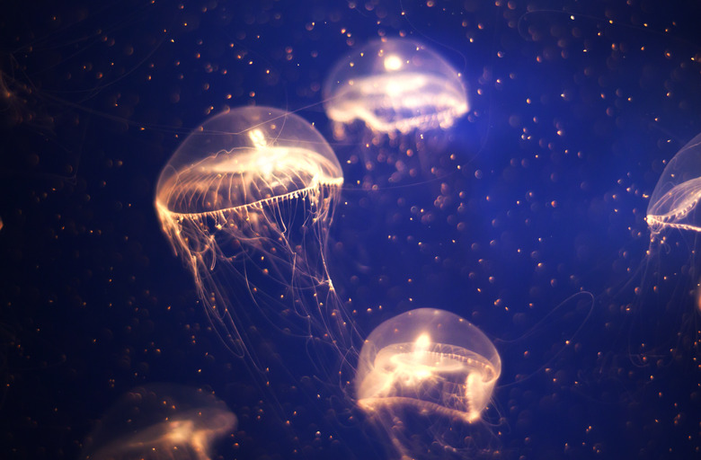 Tiny jellyfish