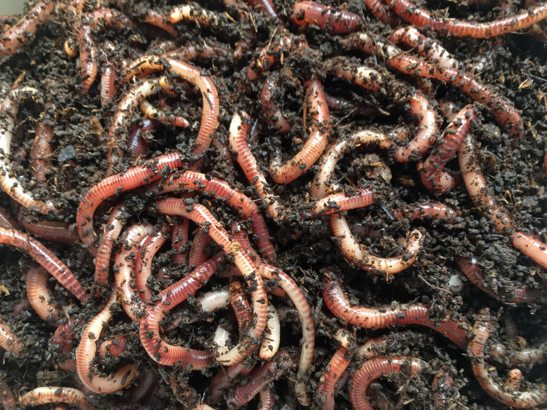 Earth worms for composter or fishing