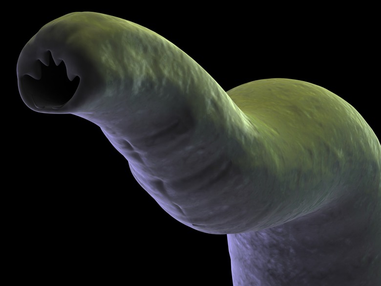 hookworm