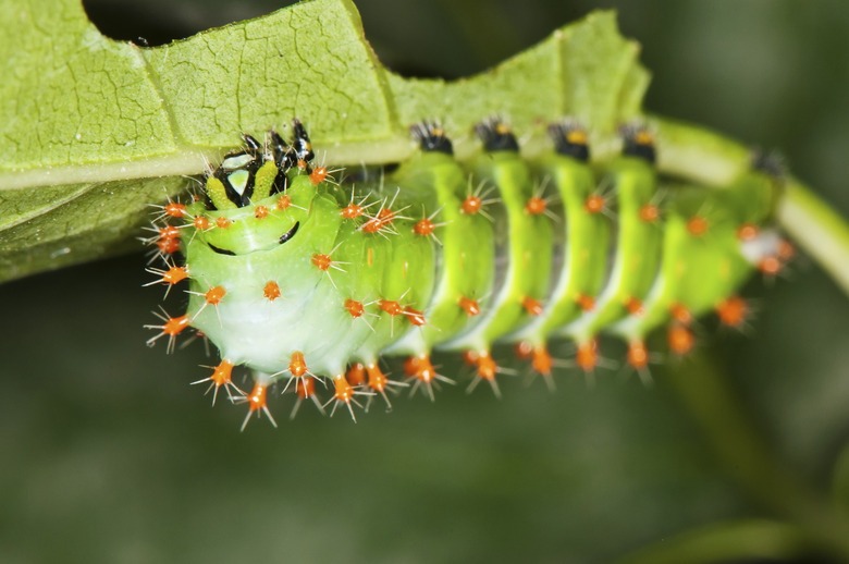 green caterpillar with red thorns