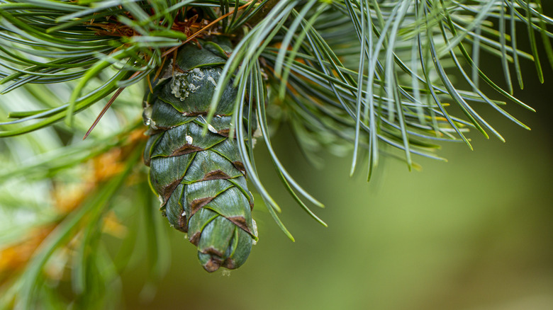 Young pine cones, with drops of resin on the surface. Macro photography