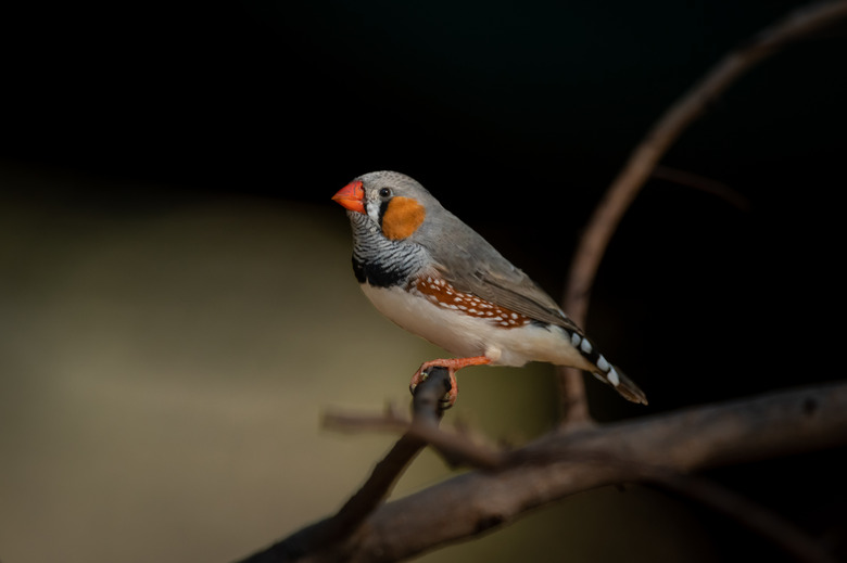 Male zebra finch on branch with catchlight