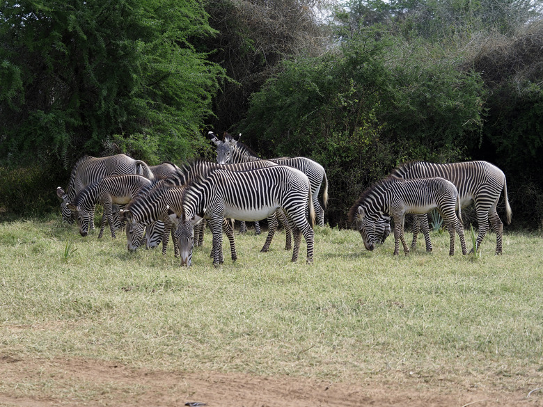 Grevys zebra, Equus grevyi