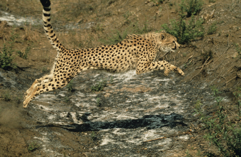 Cheetah running